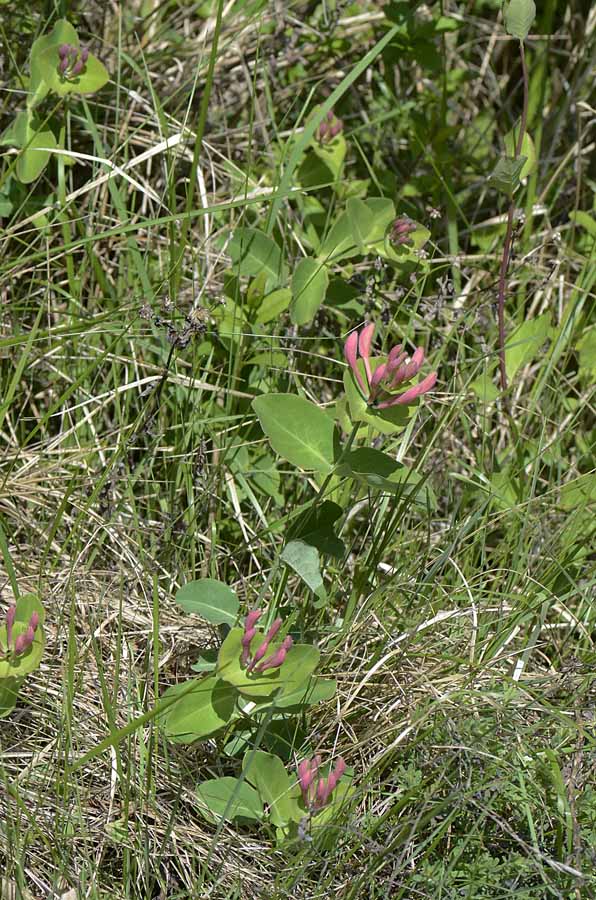 Lonicera caprifolium / Caprifoglio